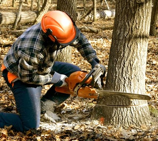 Tree Removal in Laurel Fork, VA